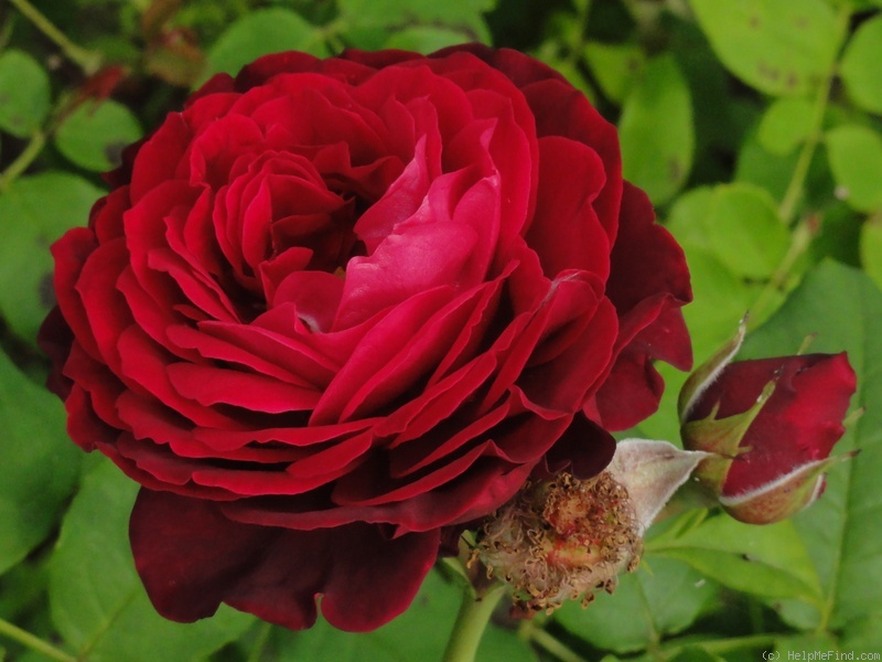 'Astrid Gräfin von Hardenberg' rose photo