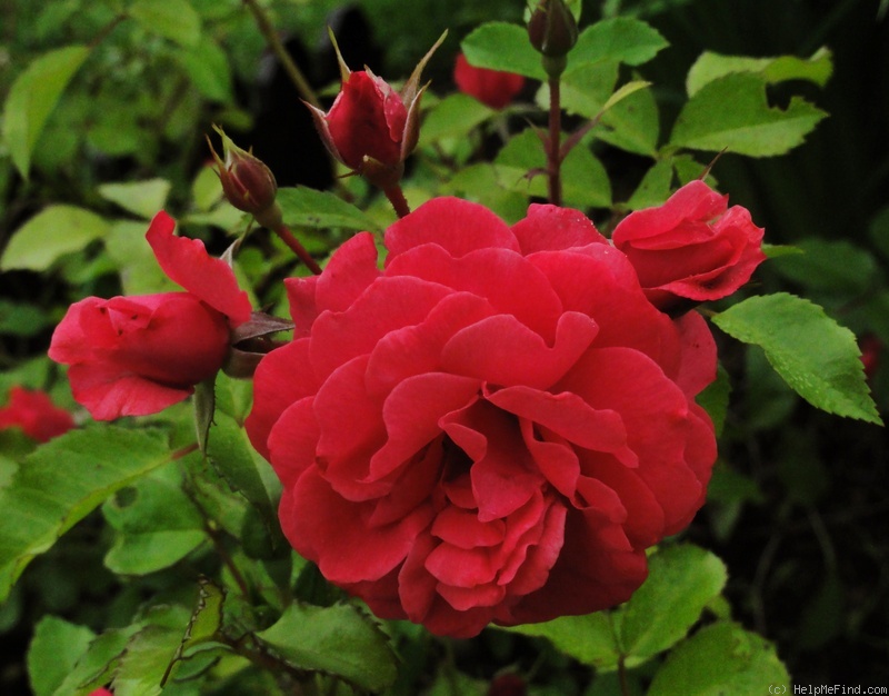 'Bad Birnbach®' rose photo