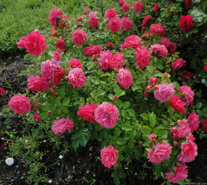 'Rosarium Uetersen' rose photo