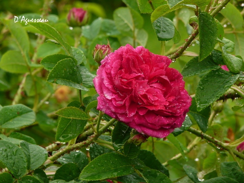 'D'Aguesseau' rose photo