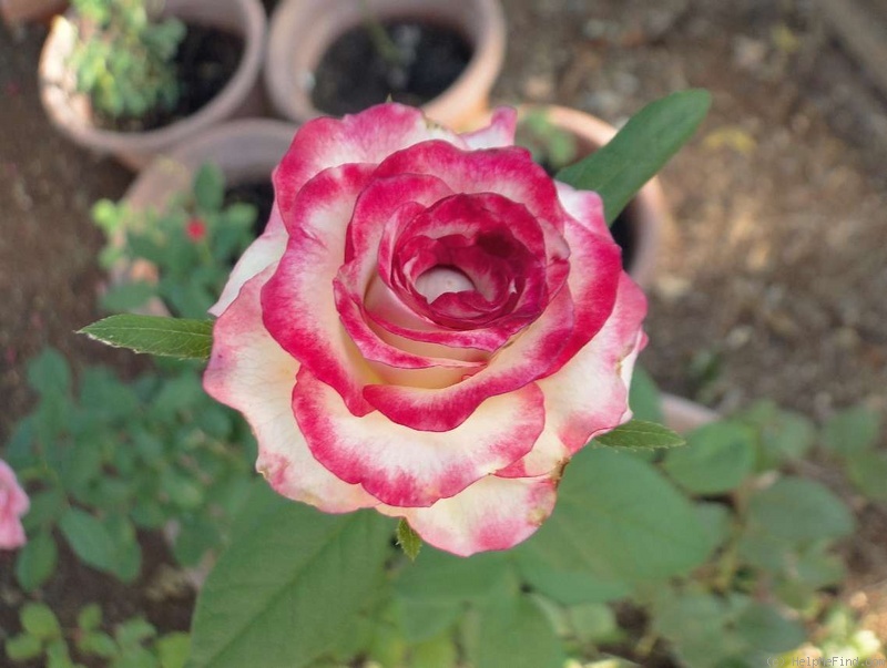 'Nicole Freelander' rose photo