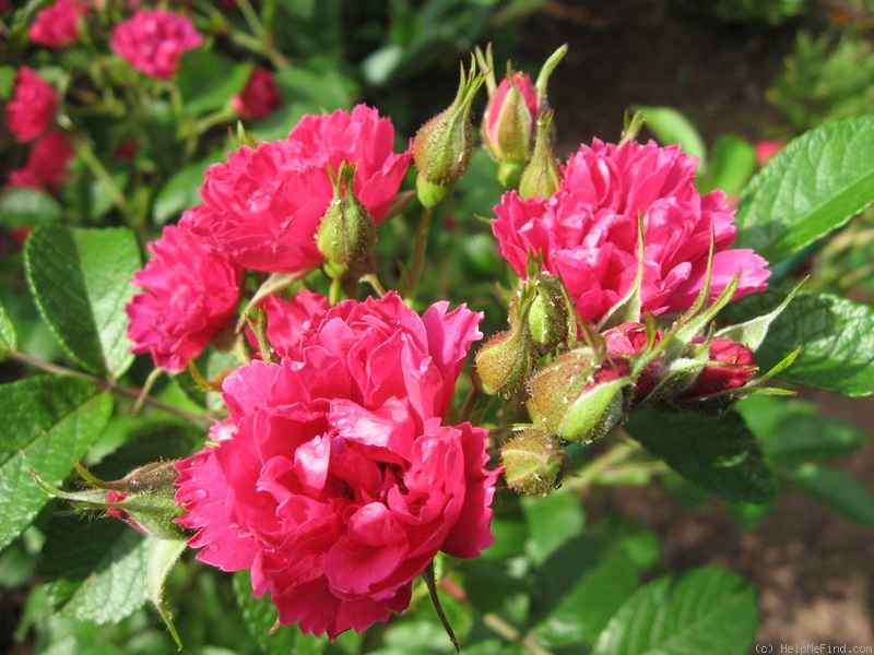 'Grootendorst Red' rose photo