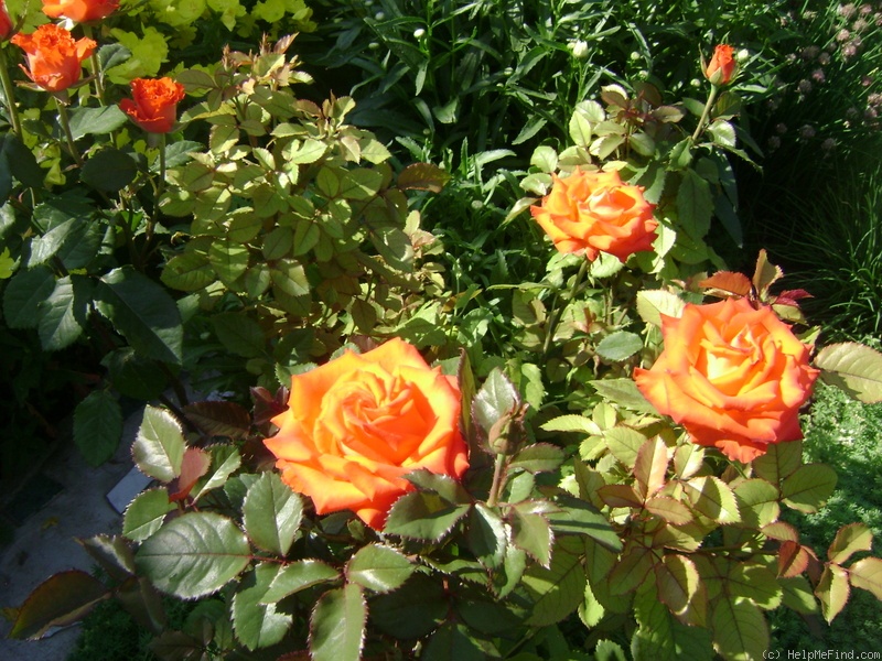 'Mercedes ® (floribunda, Kordes, 1974)' rose photo