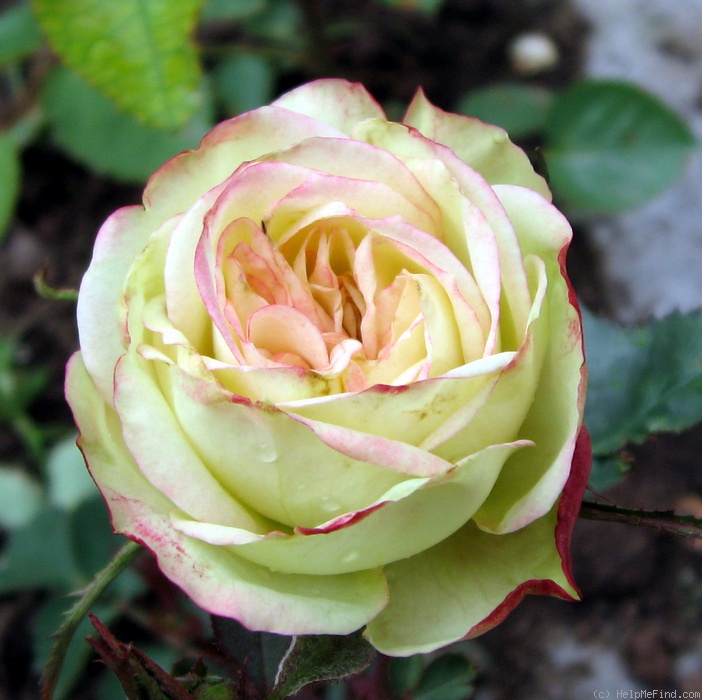 'IMG 2595' rose photo