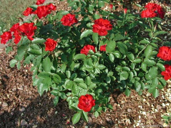 'Red Simplicity ®' rose photo