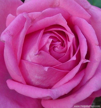 'Norwich Sweetheart ™' rose photo