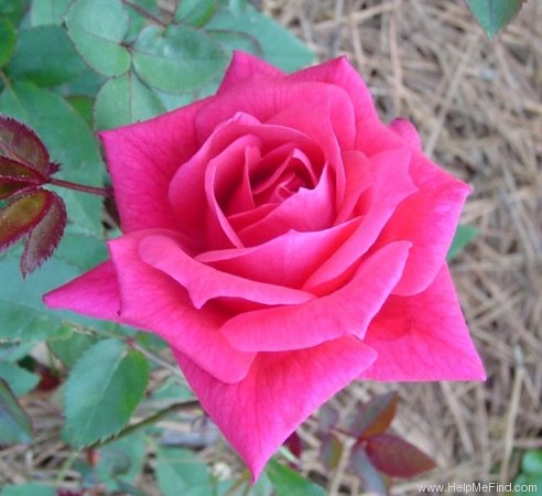 'Norwich Sweetheart ™' rose photo