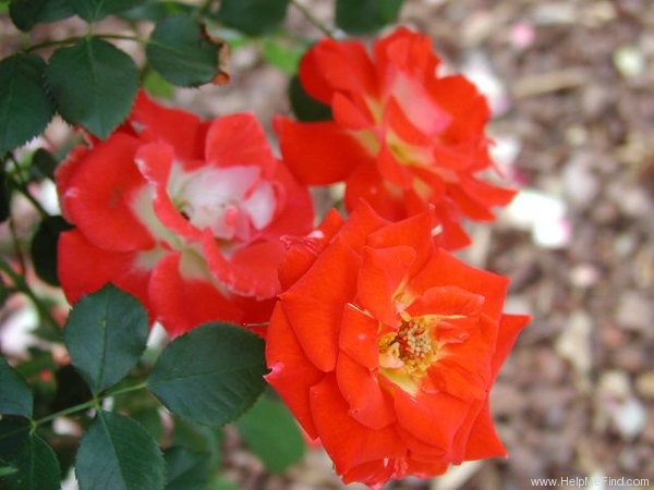 'Stretch Johnson' rose photo