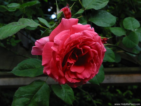 'America (Large Flowered Climber, Warriner, 1976)' rose photo