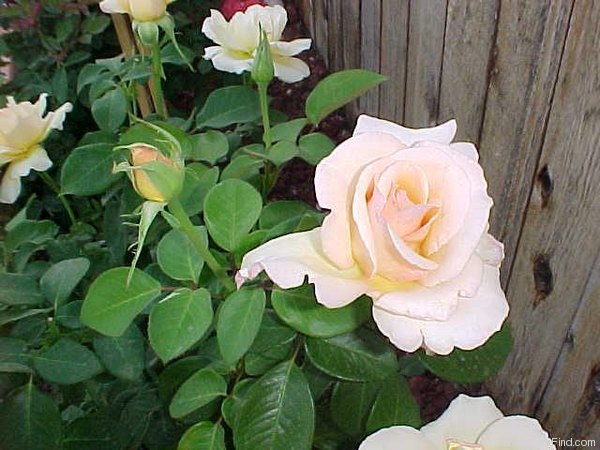 'Gift of Life (hybrid tea, Harkness 1996)' rose photo