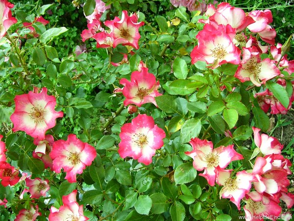 'Cherry Meillandecor ®' rose photo
