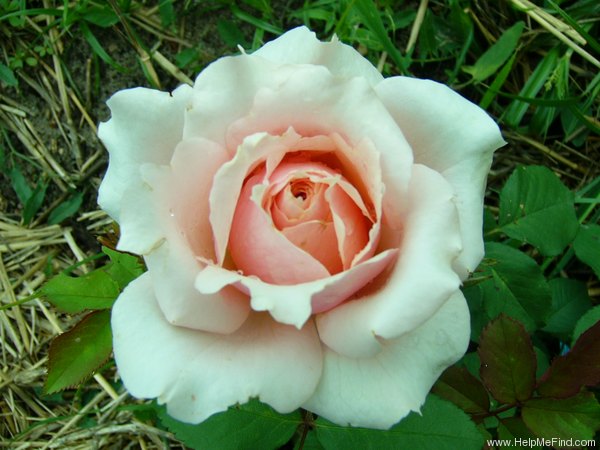 'Paul Bocuse ®' rose photo