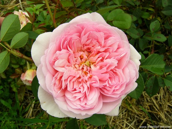 'Sonia Rykiel ®' rose photo