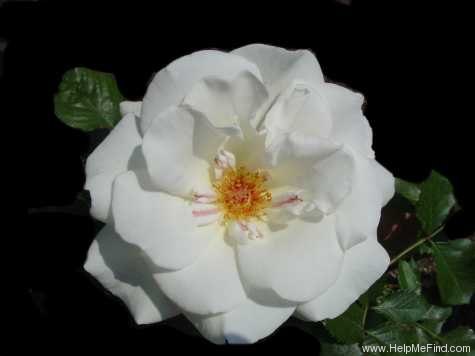 'Margaret Merril (Floribunda, Harkness, 1977)' rose photo