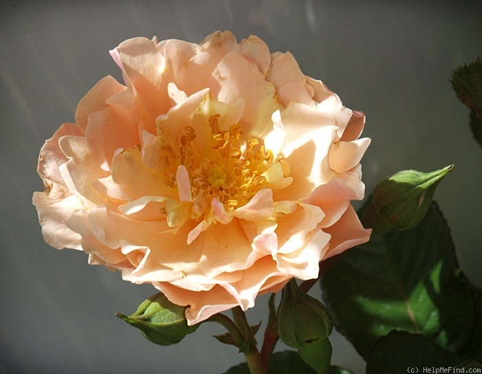 'Twiggy's Rose' rose photo