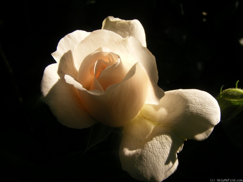 'Miss Dior' rose photo