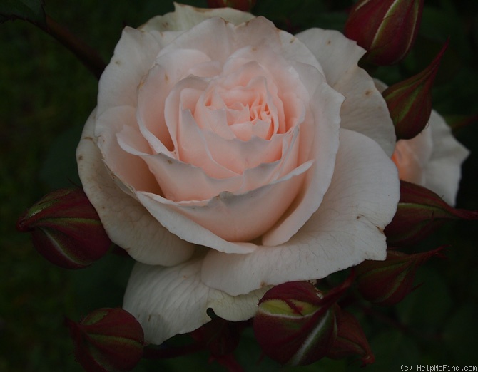 'Sweet Blondie ®' rose photo