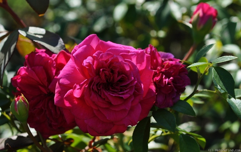 'Ivor's Rose' rose photo