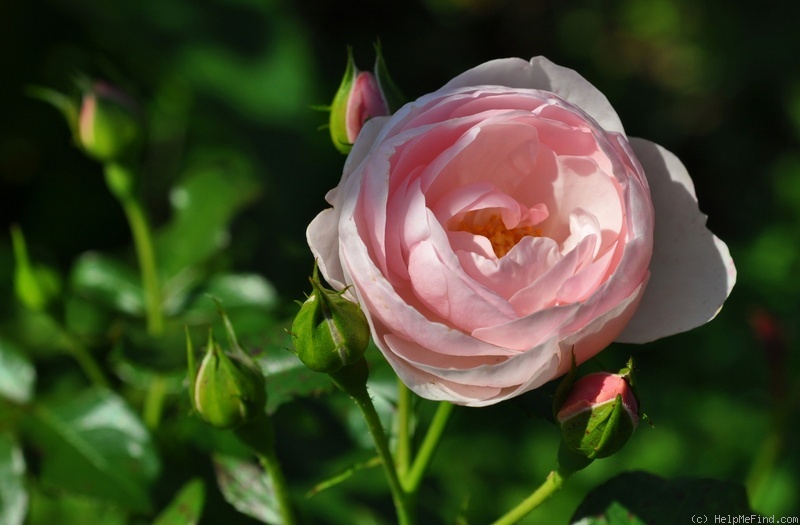'Hans Gönewein Rose' rose photo