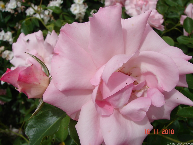 'Rosendorf Sparrieshoop' rose photo