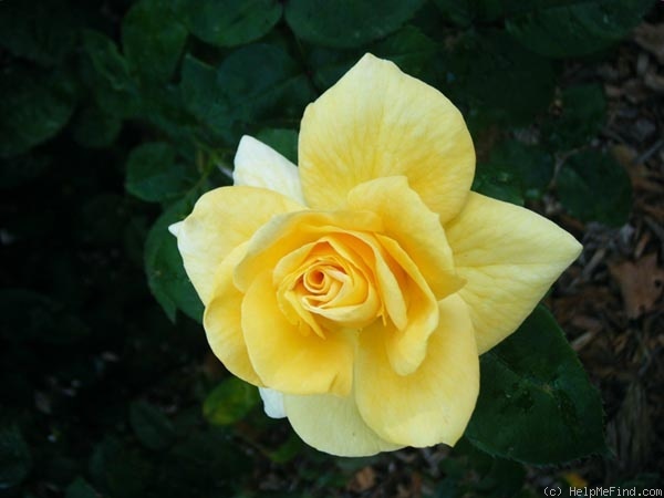 'Carolyn Kuhnlein' rose photo