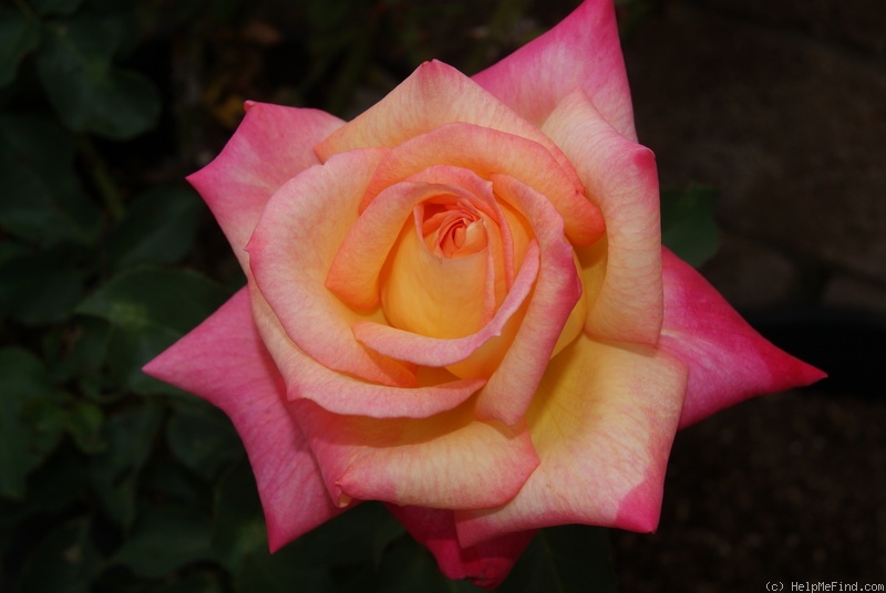 'Pink Lemonade' rose photo