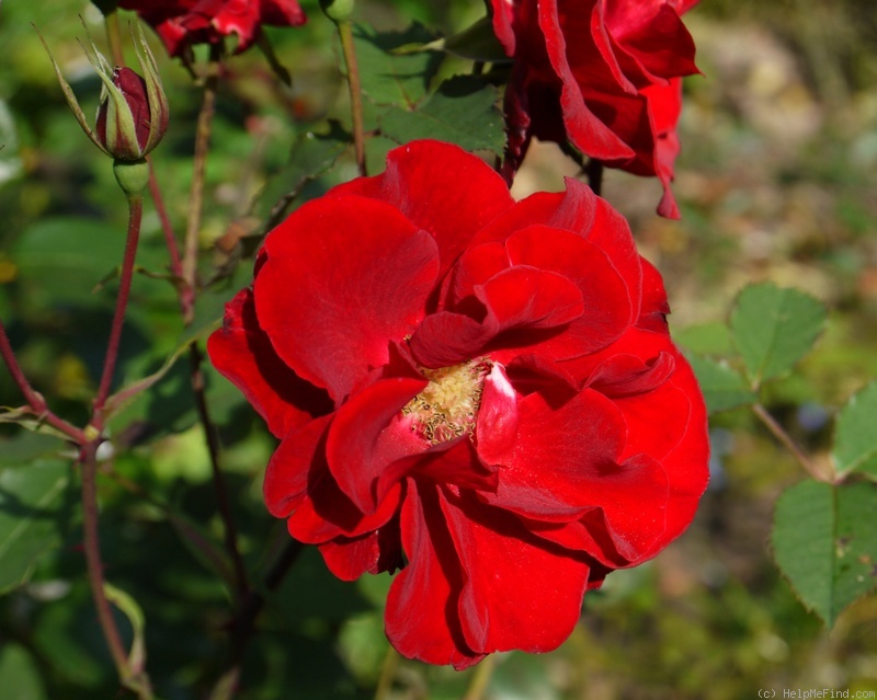 'Castella ®' rose photo