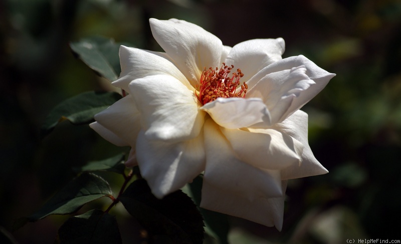 'A.N.W.B. Rose' rose photo