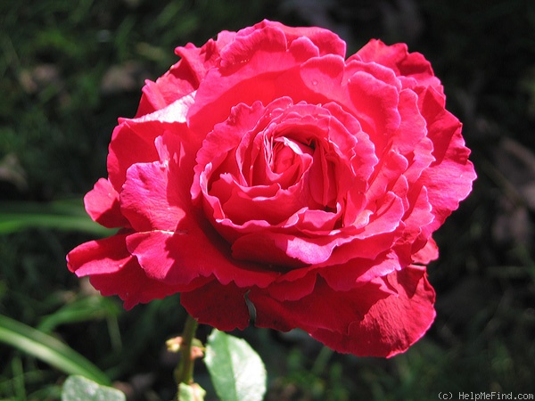 'Polonaise (shrub, Buck, 1984)' rose photo