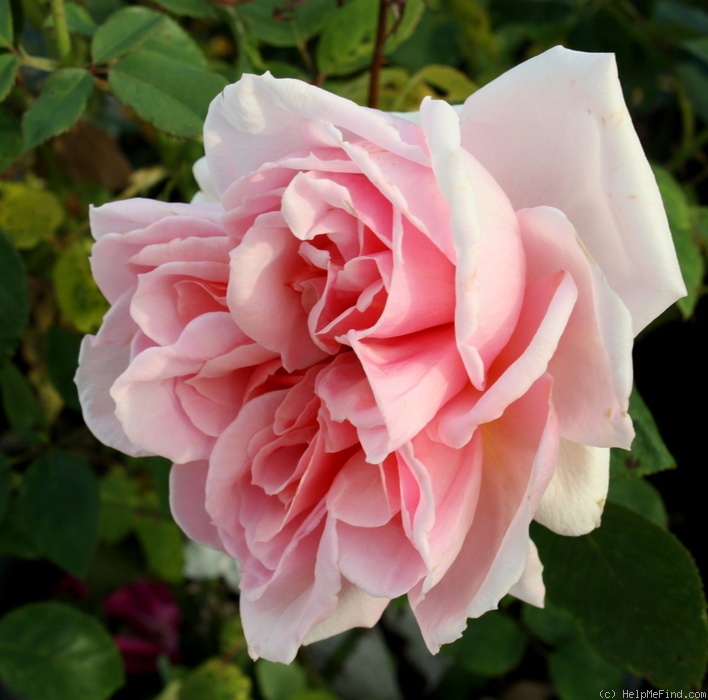 'Radiosa (hybrid tea, San Remo Exp. St., 1937)' rose photo