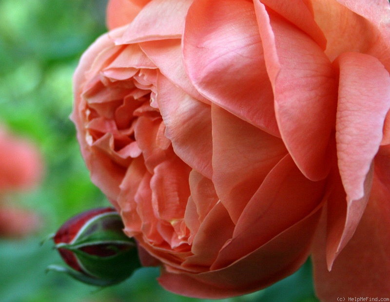 'Summer Song (shrub, Austin, 2005)' rose photo