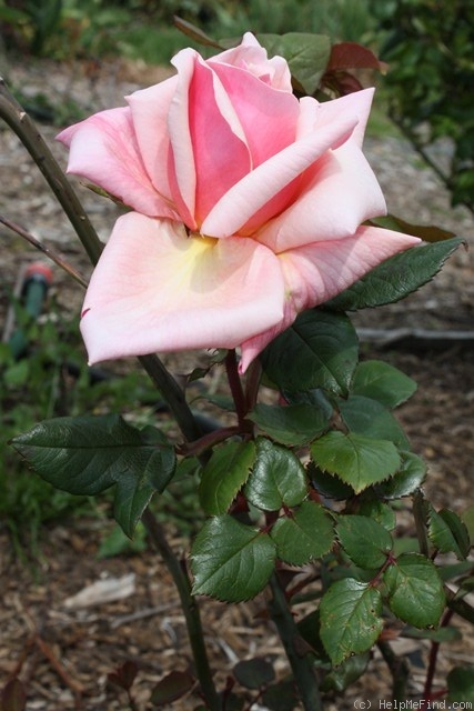 'John C.M. Mensing' rose photo