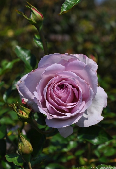 'La Rose du Petit Prince' rose photo