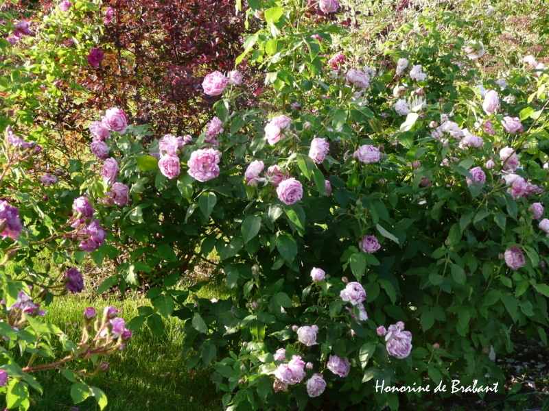 'Honorine de Brabant (Bourbon, Tanne, 1916)' rose photo