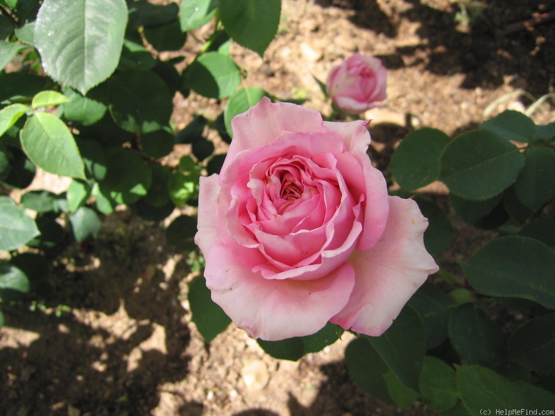 'Destino' rose photo