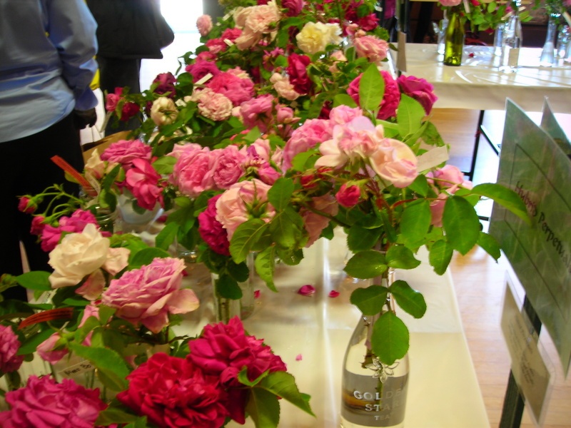 'Heritage Roses Groups'  photo