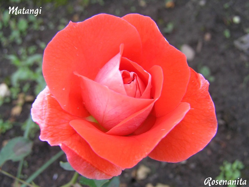 'Matangi ®' rose photo