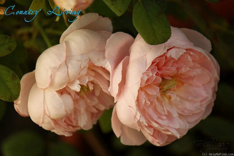 'Country Living' rose photo