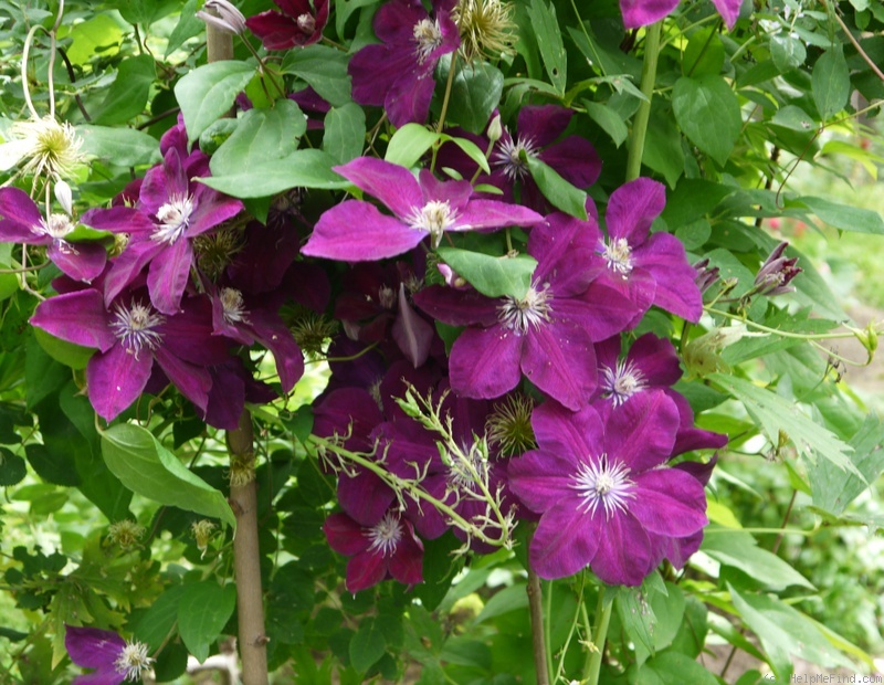 'Rouge Cardinal' clematis photo