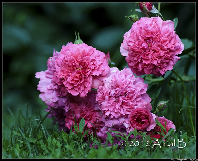 'Rosarium Uetersen' rose photo