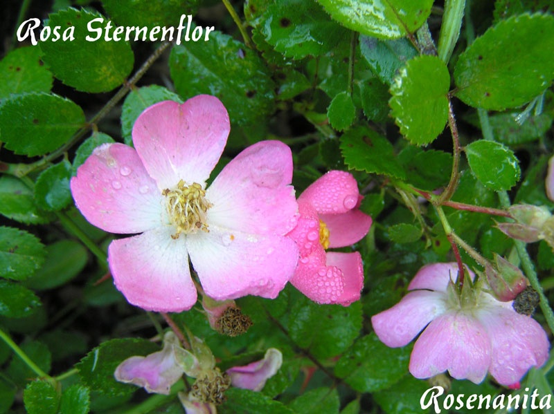 'Rosa Sternenflor' rose photo