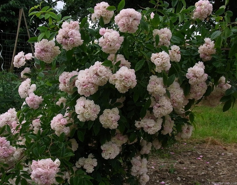 'Corsana' rose photo