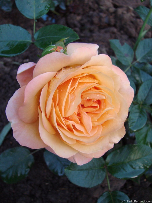 'Ibiza (floribunda, Interplant)' rose photo