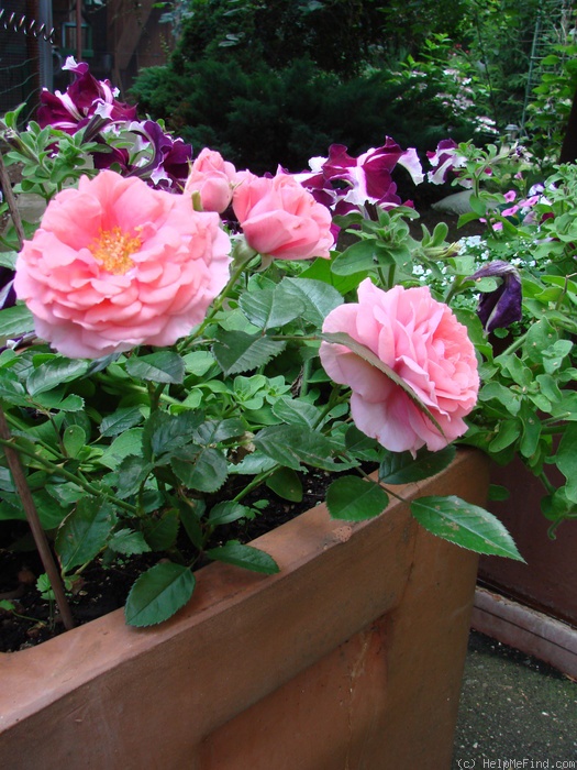 'Randilla Rose' rose photo