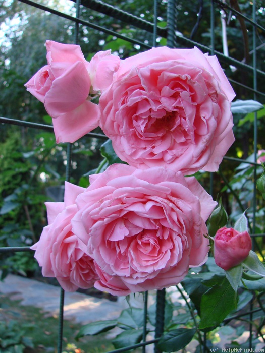 'Coral Dawn (Large Flowered Climber, Boerner,1952)' rose photo