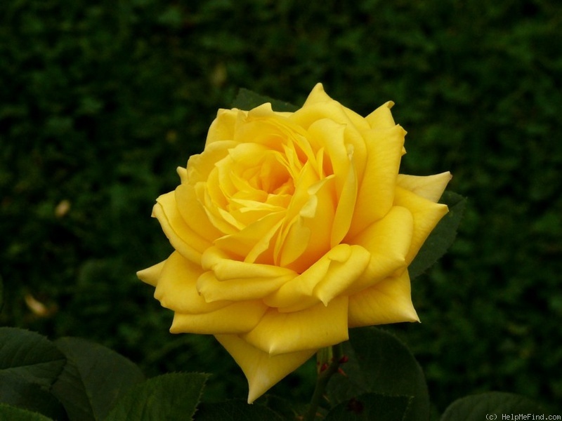 'Goldschmied' rose photo