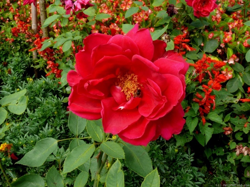 'Forst' rose photo