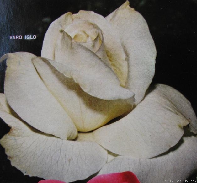 'Varo Iglo' rose photo