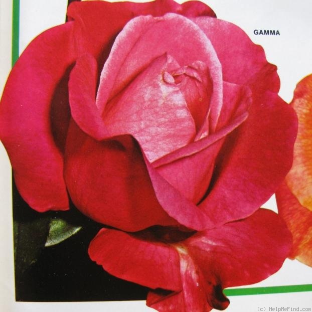 'Gamma (hybrid tea, Gaujard, 1972)' rose photo