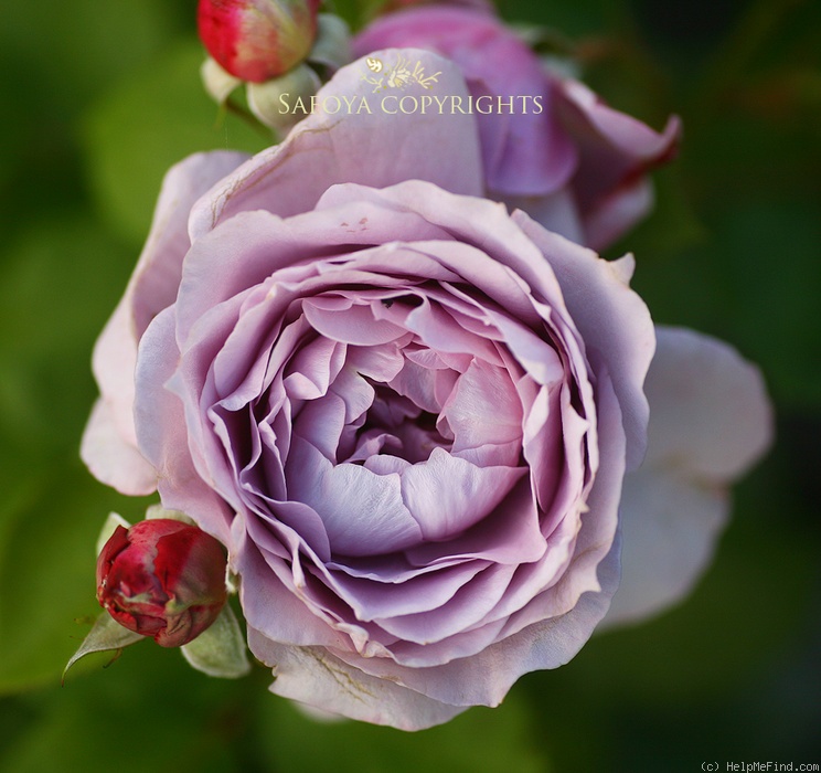 'Novalis ®' rose, click to enlarge 'Novalis ®' rose photo